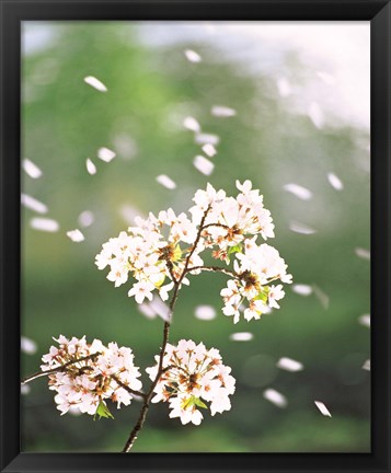 Framed Flower petals floating in air Print