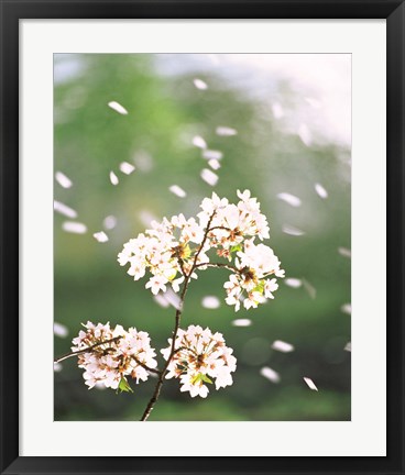 Framed Flower petals floating in air Print