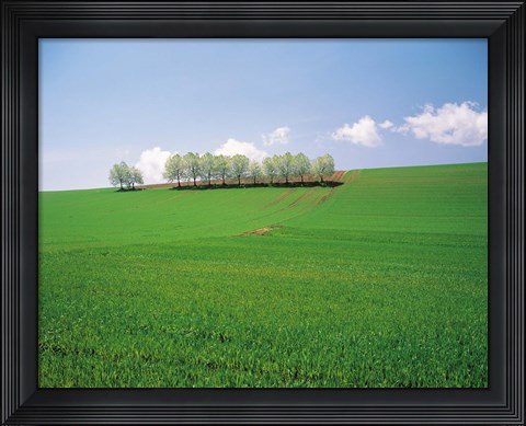 Framed Trees lined in crop field with sky and clouds in background Print
