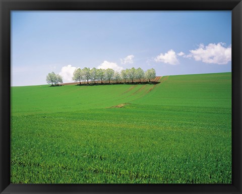 Framed Trees lined in crop field with sky and clouds in background Print