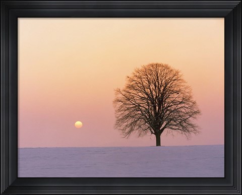Framed Sunset view of single bare tree Print