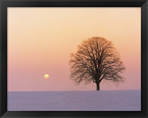 Framed Sunset view of single bare tree Print