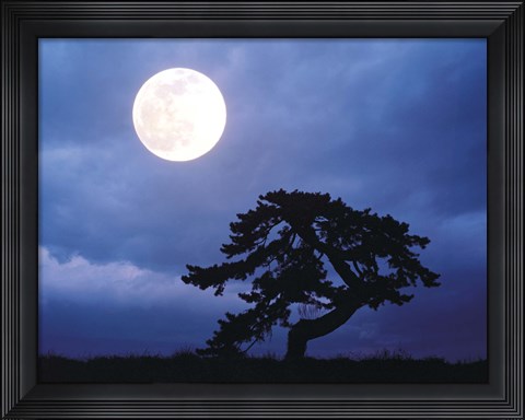 Framed Silhouetted tree with full moon in sky Print