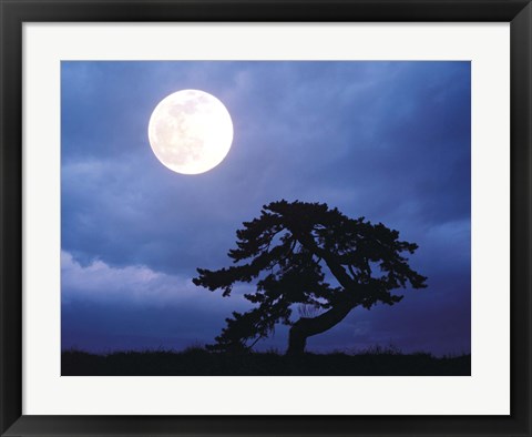 Framed Silhouetted tree with full moon in sky Print