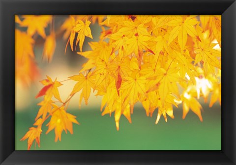 Framed Yellow Maple Leaves, Autumn Print