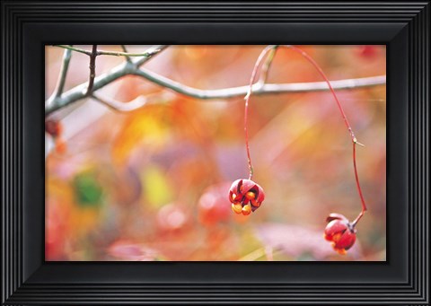 Framed Thin Tree Branch with Bud Print
