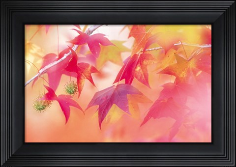 Framed Red Leaves with Backlit, Autumn Print