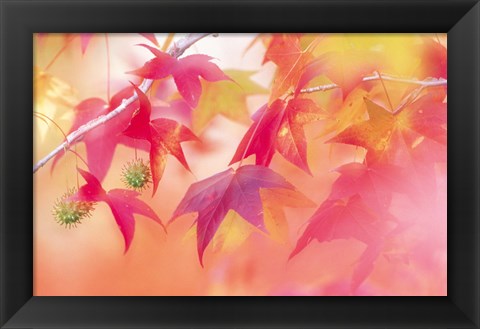 Framed Red Leaves with Backlit, Autumn Print