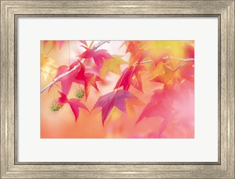 Framed Red Leaves with Backlit, Autumn Print