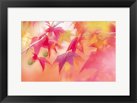 Framed Red Leaves with Backlit, Autumn Print