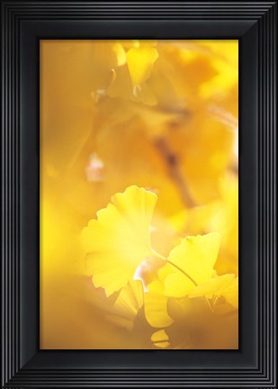 Framed Yellow Leaves, Autumn, Backlit Print