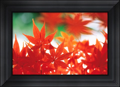Framed Red Maple Leaves Print