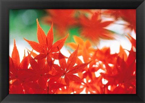 Framed Red Maple Leaves Print