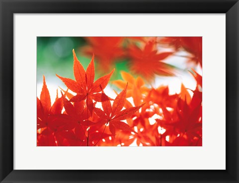 Framed Red Maple Leaves Print