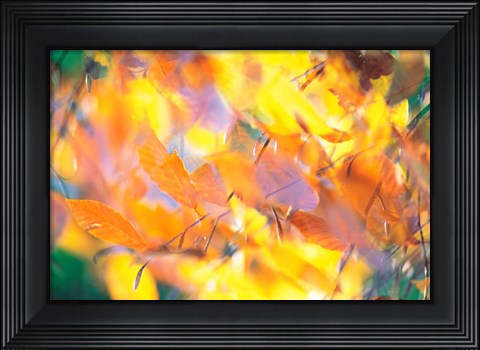 Framed Fallen Leaves on Ground with Backlit, Autumn Print