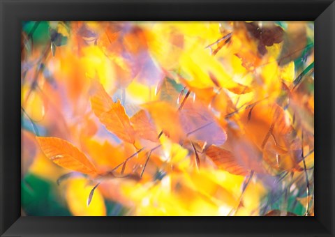 Framed Fallen Leaves on Ground with Backlit, Autumn Print