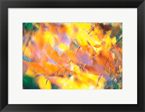 Framed Fallen Leaves on Ground with Backlit, Autumn Print