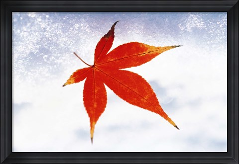 Framed Red Maple Leaf against White Background Print