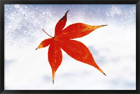 Framed Red Maple Leaf against White Background Print