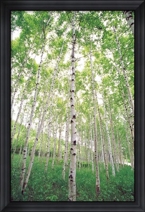 Framed Aspen Trees, View From Below (vertical) Print