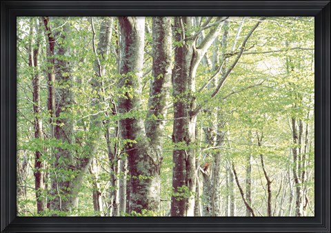 Framed Forest in Spring Print