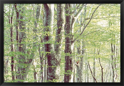 Framed Forest in Spring Print