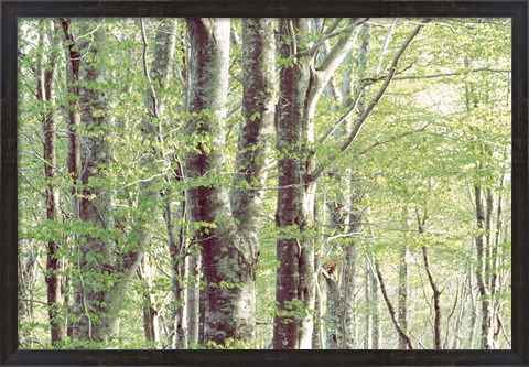 Framed Forest in Spring Print