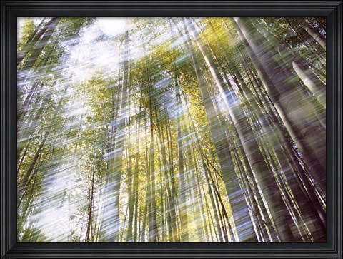 Framed Sunlight in Bamboo Forest Print