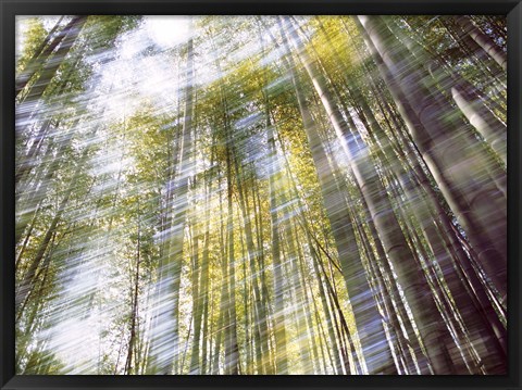 Framed Sunlight in Bamboo Forest Print