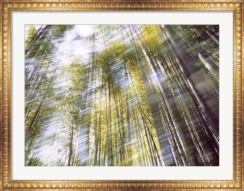 Framed Sunlight in Bamboo Forest Print