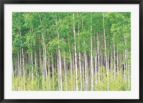 Framed Aspen Trees, View From Below (horizontal) Print