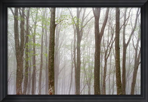 Framed Foggy Trees in Forest Print