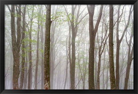 Framed Foggy Trees in Forest Print