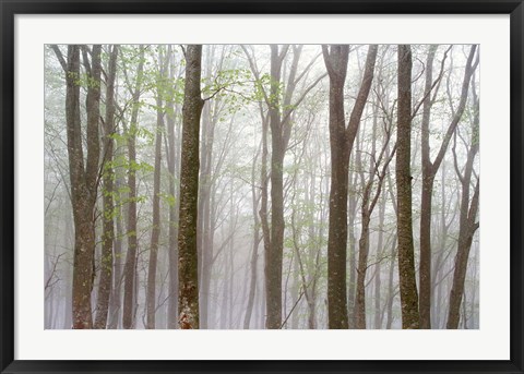 Framed Foggy Trees in Forest Print