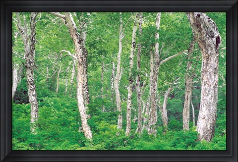 Framed Lush Forest Print