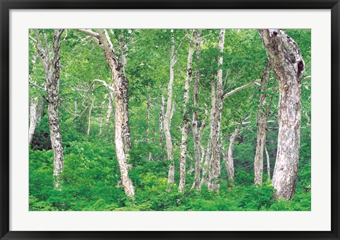 Framed Lush Forest Print