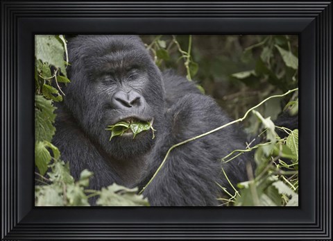 Framed Close-up of a Mountain gorilla (Gorilla beringei beringei) eating leaf, Rwanda Print