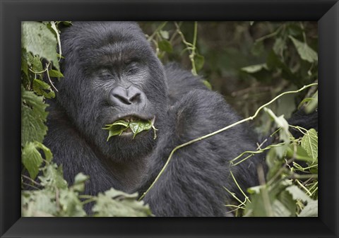 Framed Close-up of a Mountain gorilla (Gorilla beringei beringei) eating leaf, Rwanda Print