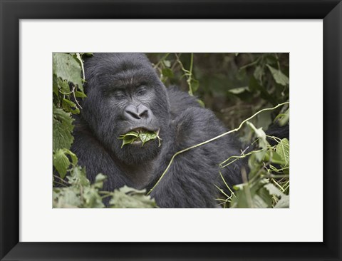 Framed Close-up of a Mountain gorilla (Gorilla beringei beringei) eating leaf, Rwanda Print