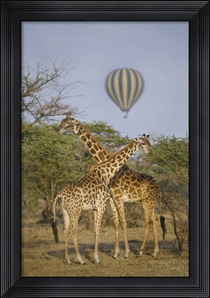 Framed Two Masai giraffes (Giraffa camelopardalis tippelskirchi) and a hot air balloon, Tanzania Print