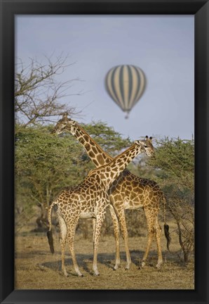 Framed Two Masai giraffes (Giraffa camelopardalis tippelskirchi) and a hot air balloon, Tanzania Print