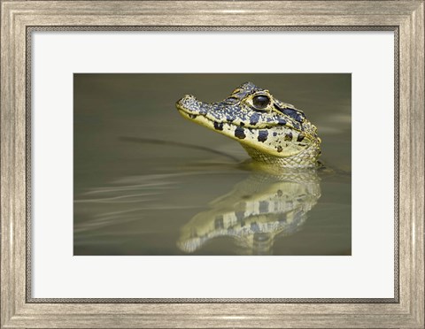 Framed Close-up of a caiman in lake, Pantanal Wetlands, Brazil Print
