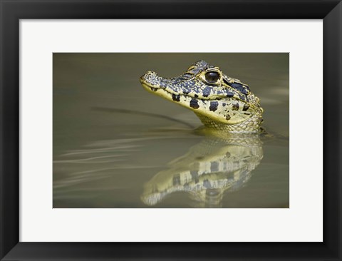 Framed Close-up of a caiman in lake, Pantanal Wetlands, Brazil Print