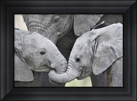 Framed African elephant calves (Loxodonta africana) holding trunks, Tanzania Print