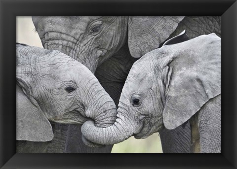 Framed African elephant calves (Loxodonta africana) holding trunks, Tanzania Print