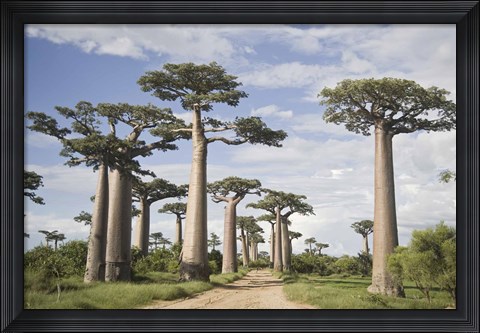 Framed Baobab Trees (Adansonia digitata) along a Dirt Road, Avenue of the Baobabs, Morondava, Madagascar Print