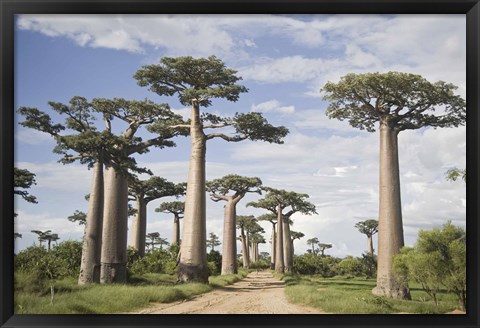 Framed Baobab Trees (Adansonia digitata) along a Dirt Road, Avenue of the Baobabs, Morondava, Madagascar Print