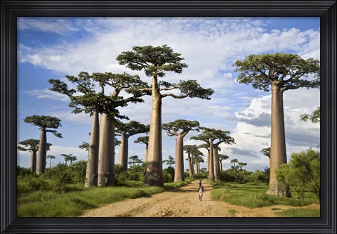Framed Woman Walking between Baobab Trees, Avenue of the Baobabs, Morondava, Madagascar Print