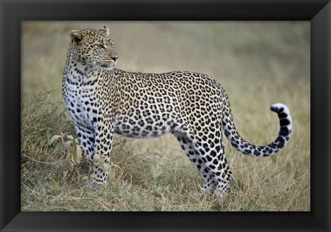 Framed Close-up of a leopard (Panthera pardus) in a forest, Tanzania Print