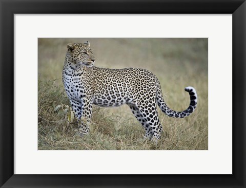 Framed Close-up of a leopard (Panthera pardus) in a forest, Tanzania Print